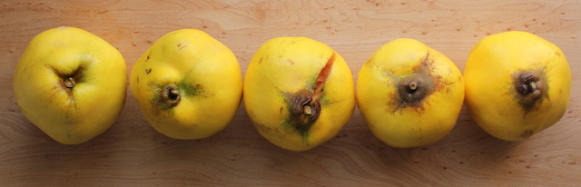 Meech's Prolific quinces. Photo Maria Fremlin