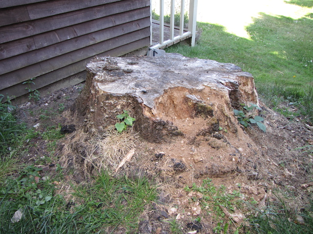 Large horse-chestnut stump