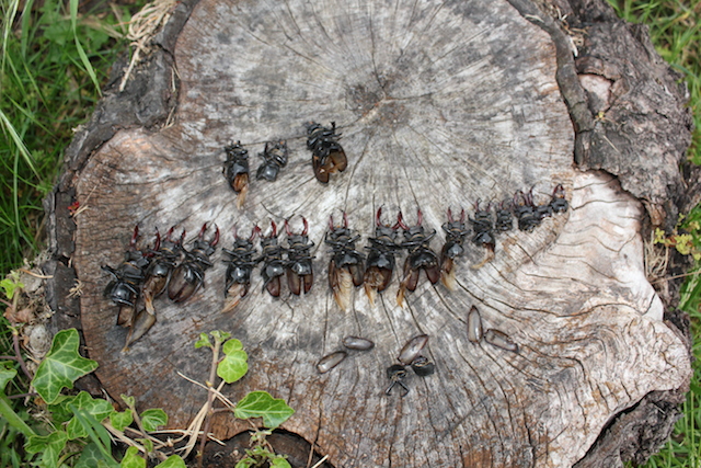 Corpses found on the lawn