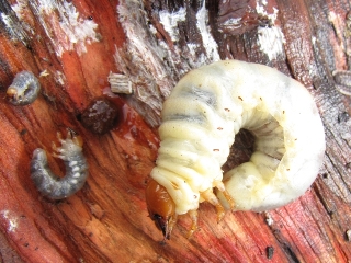 Stag beetle larvae. Photo by Maria Fremlin.