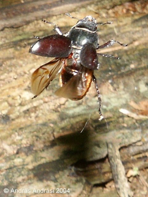 Female stag beetle geting ready to fly, 2004
