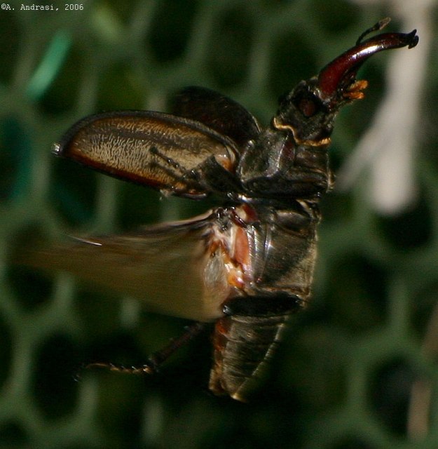 Profile view of a flying male stag beetle, 2006