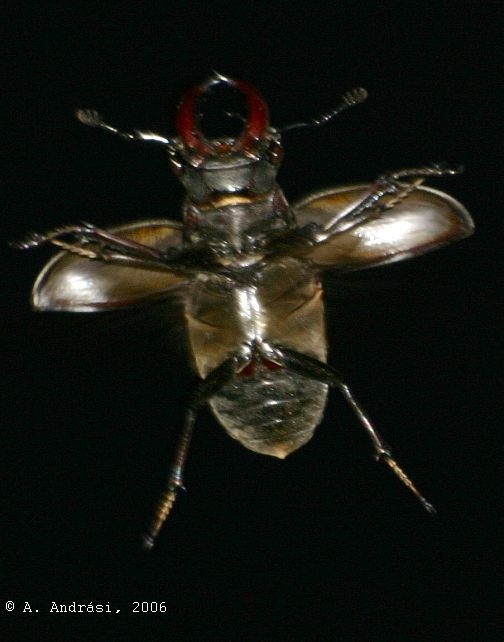 Flying male stag beetle, underside view, 2006