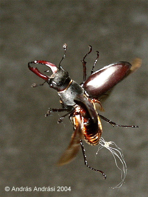Male stag beetle trailing something, 2004