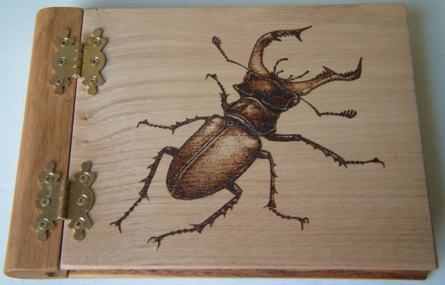 Male stag beetle pyrogravure by Carim Nahaboo, 2008.