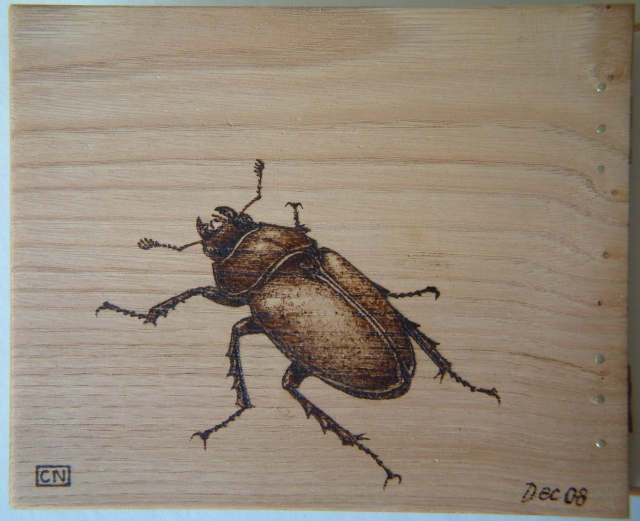 Female stag beetle pyrogravure by Carim Nahaboo, 2008.
