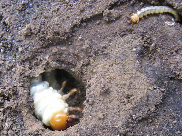 Cardinal beetle and stag beetle larvae.