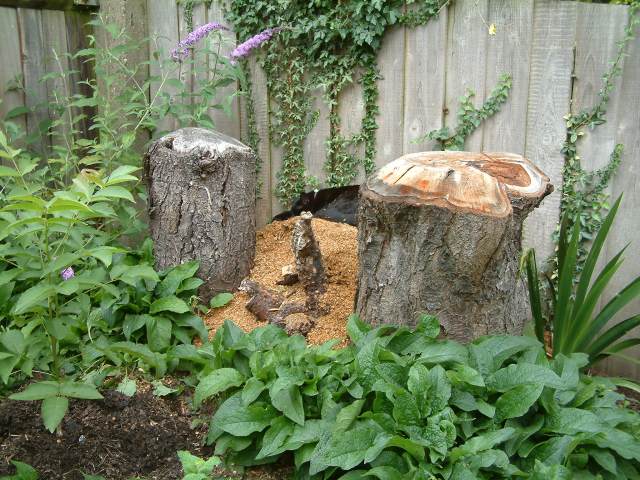 Cherry tree stumps, 6 August 2005, Maria fremlin