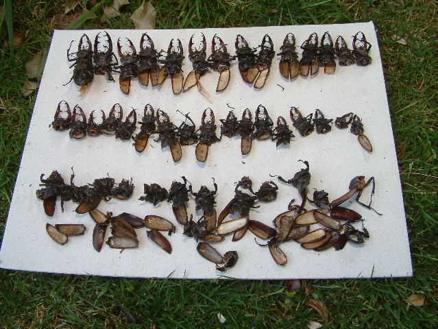 31 male and 12 female stag beetles
