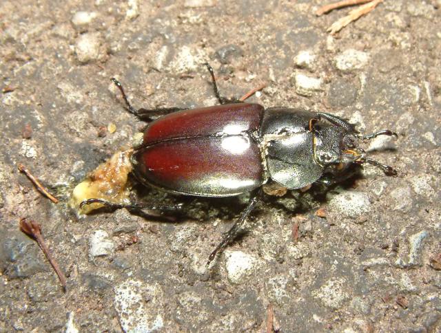 Trodden female with an egg sticking out