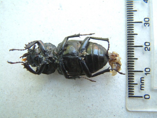 Trodden female with an egg sticking out