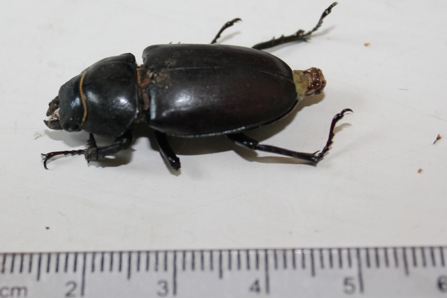 Trodden female with an everted mycangium