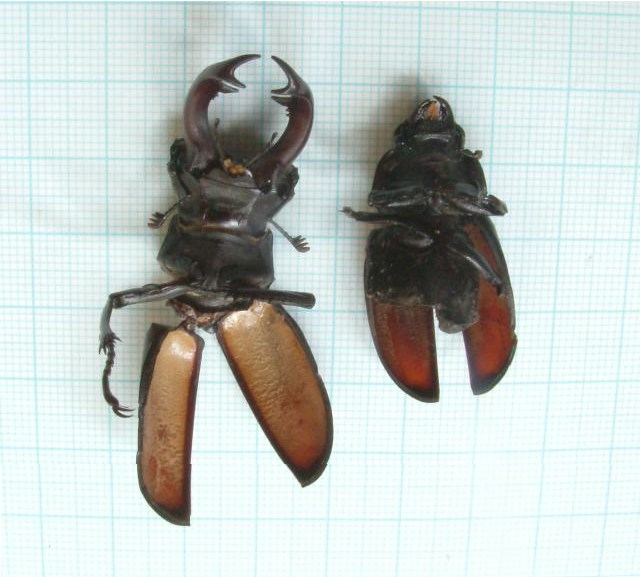Stag beetles killed by magpies