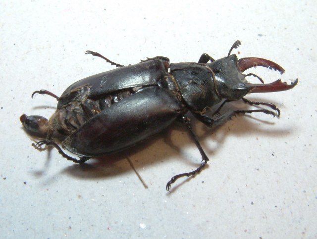 Trodden male with the sheath of the aedeagus sticking out