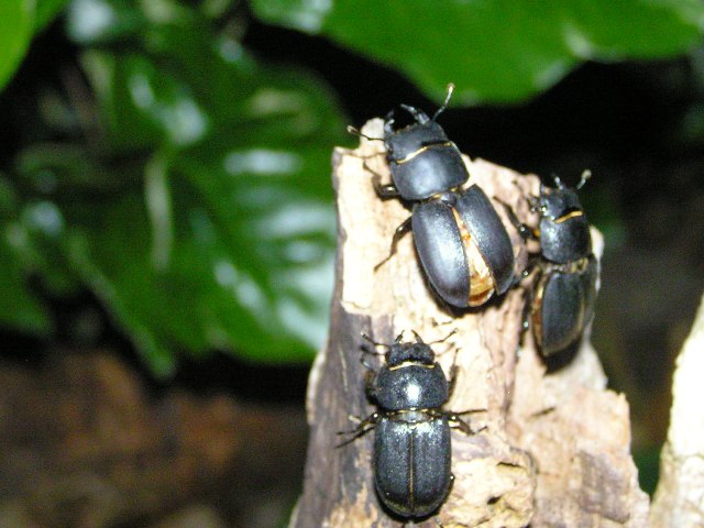 Lesser stag beetles