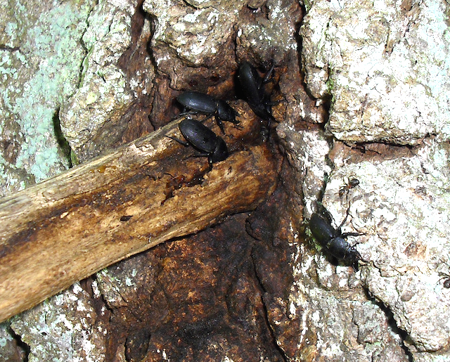 Lesser stag beetles on a sap run
