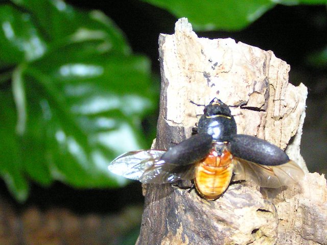 Female lesser stag beetle taking off. Mark Wagstaff, 5 June 2010