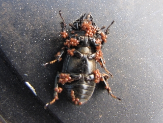 Female lesser stag beetle covered with mites