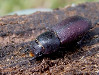 Teneral female lesser stag beetle