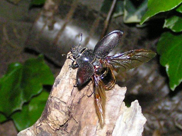 Female stag beetle taking off. Mark Wagstaff, 5 June 2010