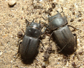 Male and female lesser stag beetle, both 18 mm. Photo by Maria Fremlin. June 2006.