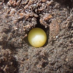 Developing egg, photo by Christian Molls