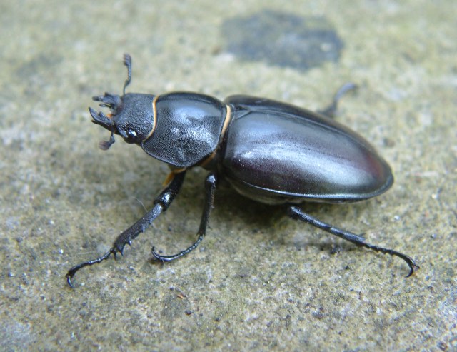 Female stag beetle, 2006. Photo by Maria Fremlin