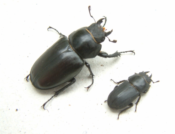 Females stag and lesser stag beetles