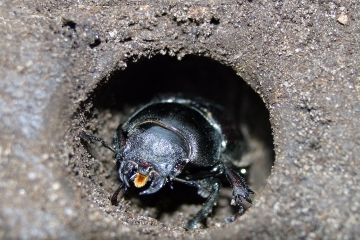 Female inside a cocoon, photo by John T. Smit