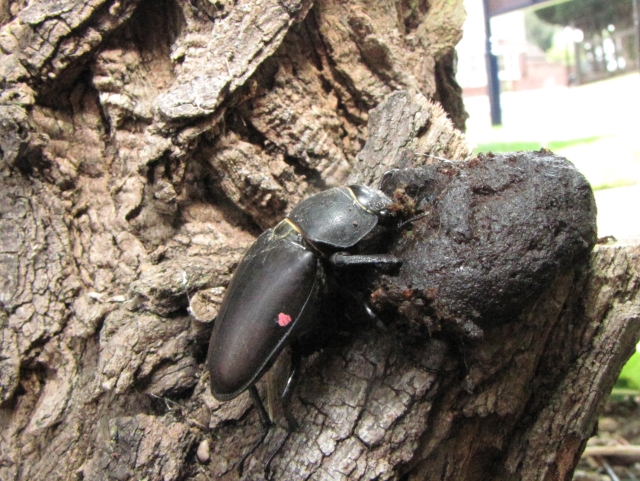 Female stag beetle drinking, 28 July 2011. Photo by Maria Fremlin