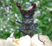 Male stag beetle. Photo by Maria Fremlin, June 2003
