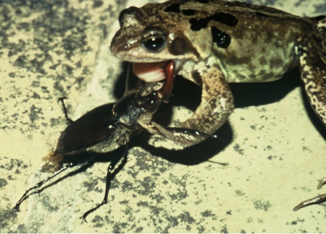 Frog grabbing a male stag beetle.
