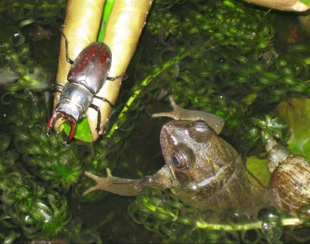 Frog and male stag beetle, plus pond snail.