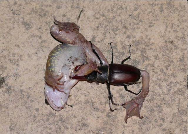 Frog and male stag beetle