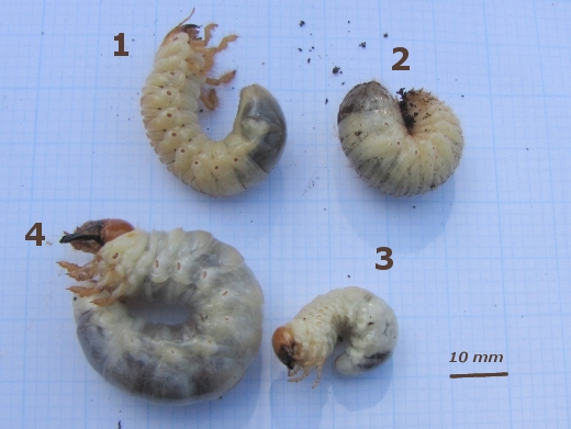 Four different larvae. Photo by Maria Fremlin.