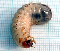 Cetonia aurata larva. HCW=4.5mm. Photo by Maria Fremlin, 24 May 2003.