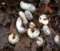 Rose chafer larvae found in a leaf mould heap. Photo by Maria Fremlin, 2006.