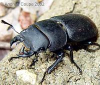 Male lesser stag beetle. Photo by Andrew Coupe, June 2002.