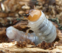 Lesser stag beetle larva. Photo by Maria Fremlin, April 2008.