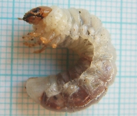 Lesser stag beetle larva. HCW=4.5mm. Photo by Maria fremlin, May 2005