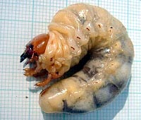 Stag beetle larva. HCW=9mm. Photo by Maria Fremlin, 14 June 2003.