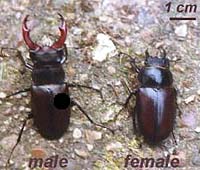 Male and female stag beetles. Photo by Maria Fremlin, June 2001.