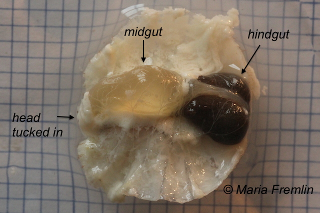 Dissected rose chafer larva. Photo by Maria Fremlin