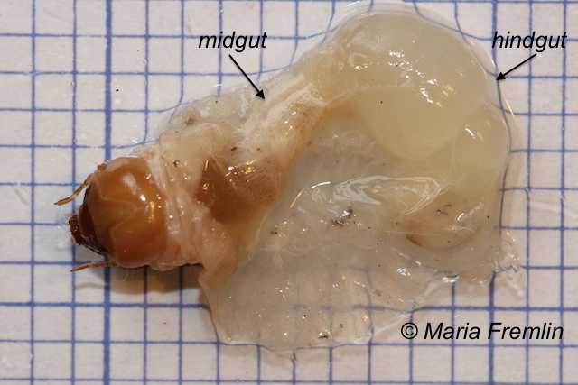 Dissected lesser stag beetle larva. Photo by Maria Fremlin