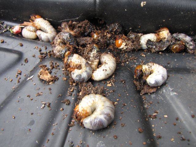 Larval incident. Photo by Maria Fremlin, April 2010
