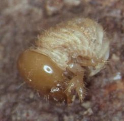 larva just born, photo by Dr Eva Sprecher