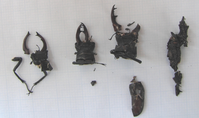 Stag beetle remains predated by foxes and a fox scat