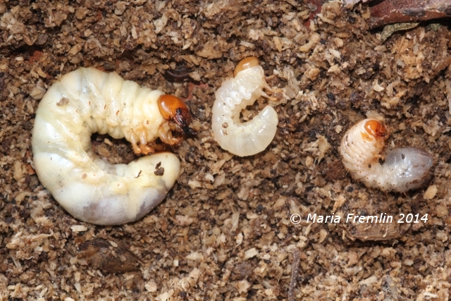 beetle larvae