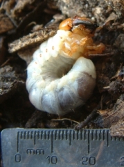 Third instar larva, photo by Maria Fremlin
