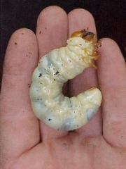 rhinoceros beetle larvae stages 2nd instar